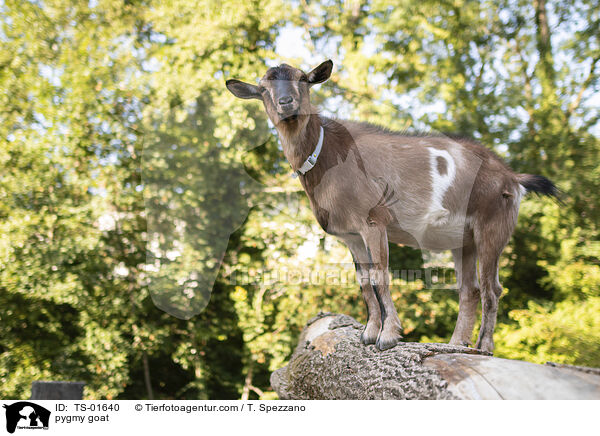 pygmy goat / TS-01640