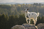 pygmy goat