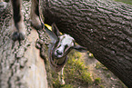pygmy goat