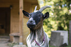 pygmy goat