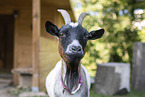 pygmy goat