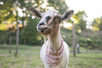 pygmy goat