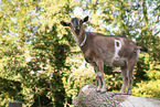 pygmy goat