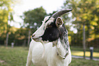 pygmy goat