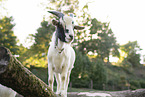 pygmy goat