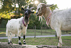 pygmy goats