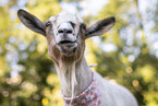 pygmy goat