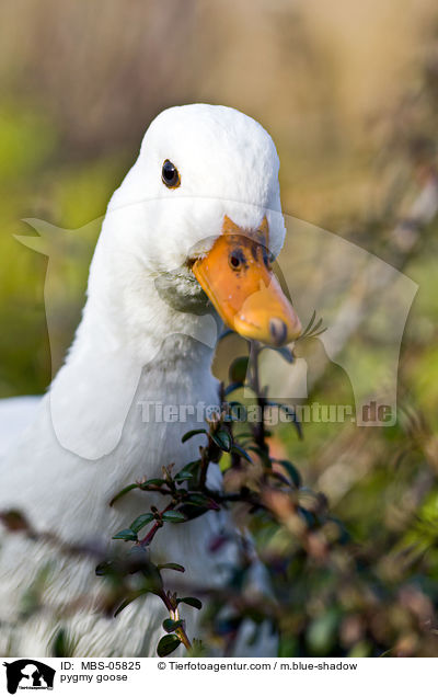 pygmy goose / MBS-05825