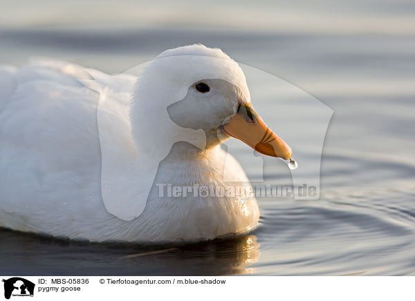 pygmy goose / MBS-05836