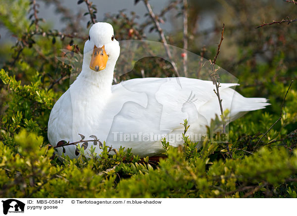 pygmy goose / MBS-05847