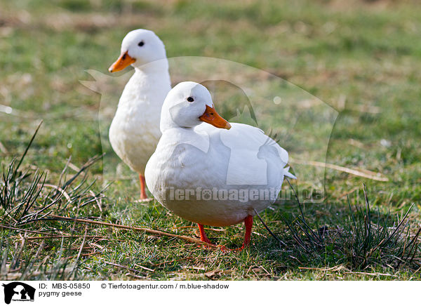 pygmy geese / MBS-05850
