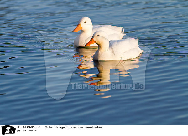 pygmy geese / MBS-05853