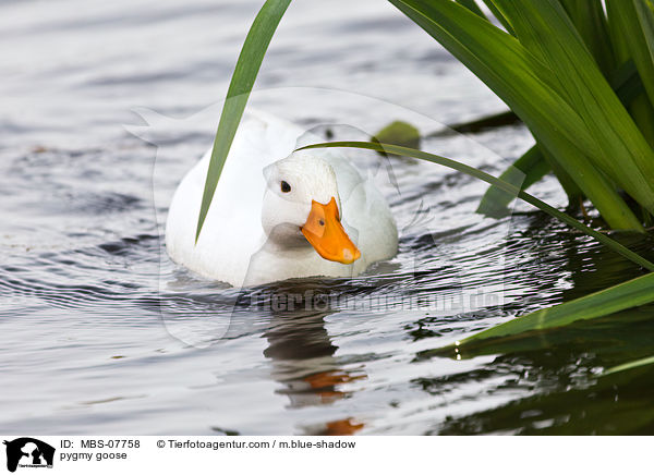 pygmy goose / MBS-07758