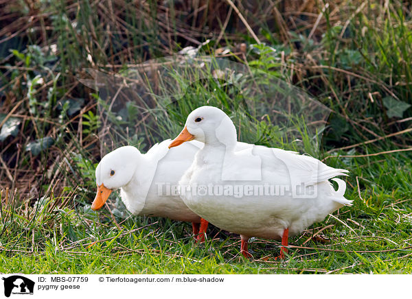 pygmy geese / MBS-07759