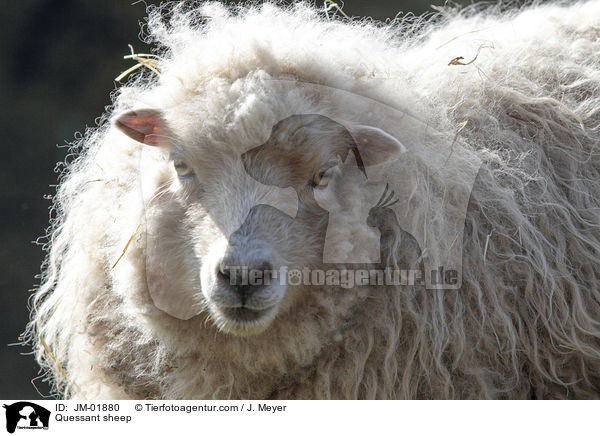 Quessant sheep / JM-01880