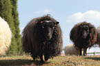 Quessant sheeps