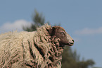 Quessant sheep