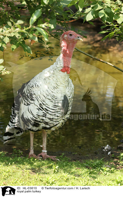 royal palm turkey / HL-03610