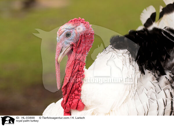 Crllwitzer Pute / royal palm turkey / HL-03888