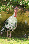 royal palm turkey