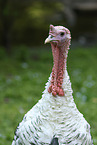 royal palm turkey