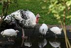 royal palm turkeys