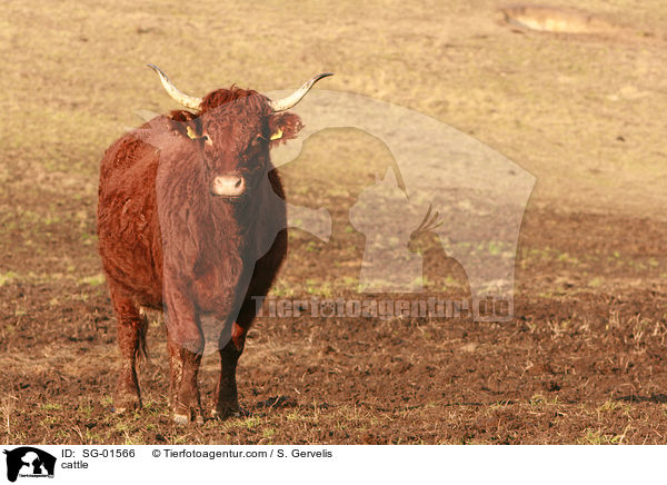 Salers-Rind / cattle / SG-01566