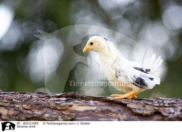 Serama chick / JEG-01859