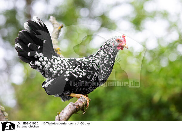 Serama / Serama chicken / JEG-01920