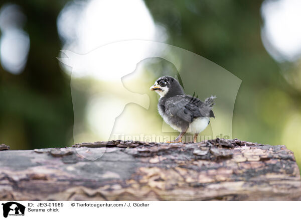 Serama chick / JEG-01989