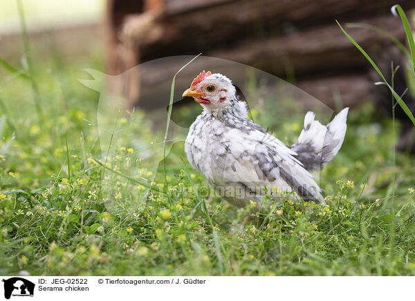 Serama / Serama chicken / JEG-02522