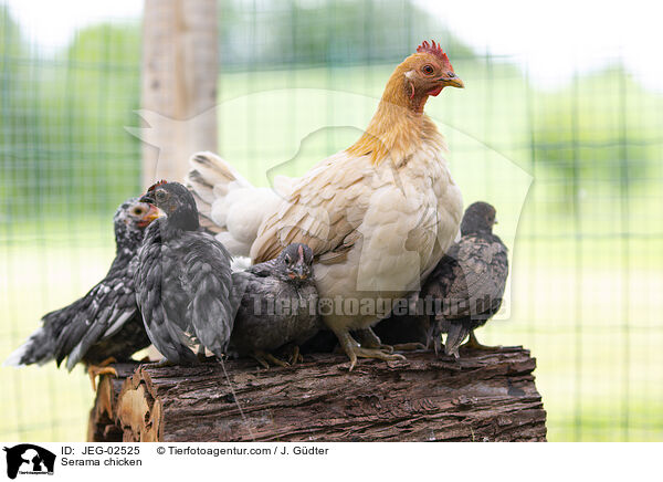 Serama / Serama chicken / JEG-02525