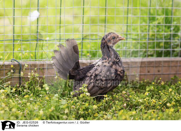 Serama / Serama chicken / JEG-02526