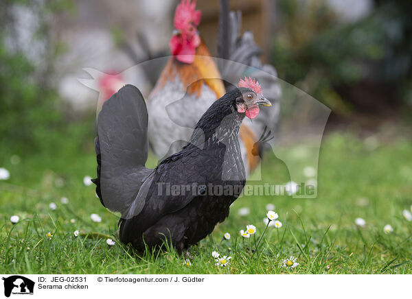 Serama / Serama chicken / JEG-02531