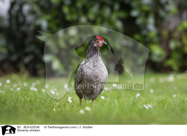 Serama / Serama chicken / JEG-02538