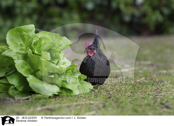 Serama / Serama chicken / JEG-02555