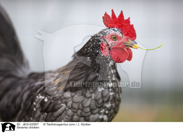 Serama / Serama chicken / JEG-02567
