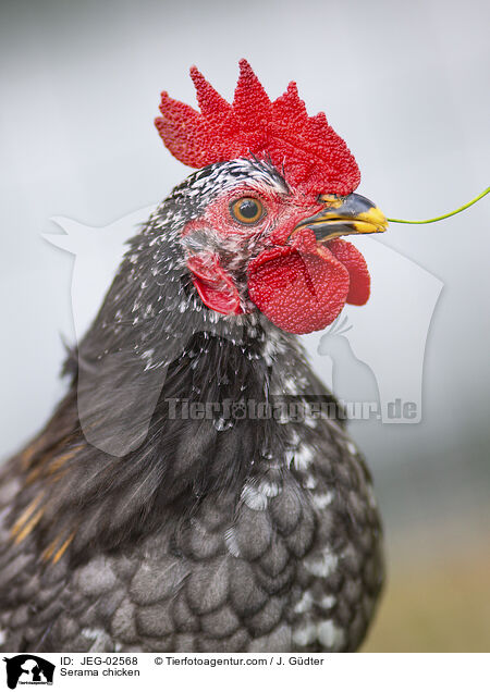 Serama / Serama chicken / JEG-02568