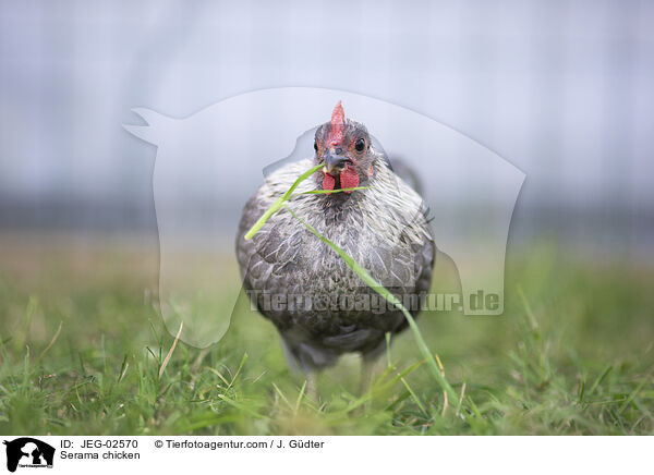 Serama / Serama chicken / JEG-02570