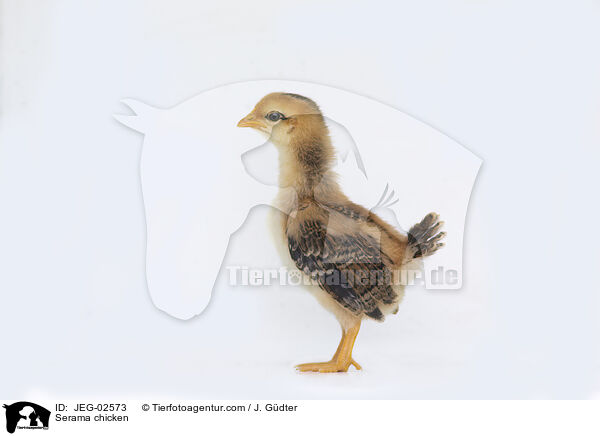 Serama / Serama chicken / JEG-02573
