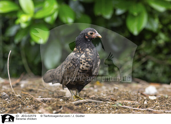 Serama / Serama chicken / JEG-02579