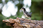 Serama chick