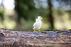 Serama chick
