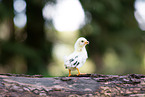 Serama chick