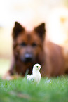 Serama chick