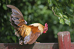 Serama chicken