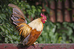 Serama chicken