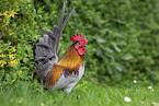 Serama chicken