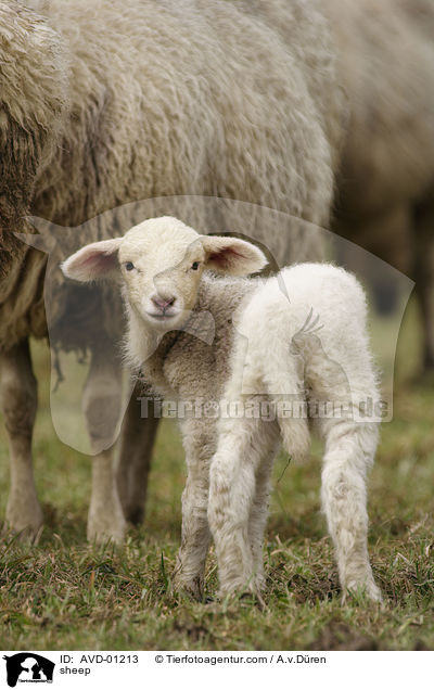 Schaf / sheep / AVD-01213