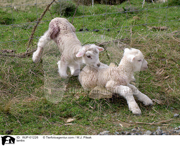 lambs / WJP-01226